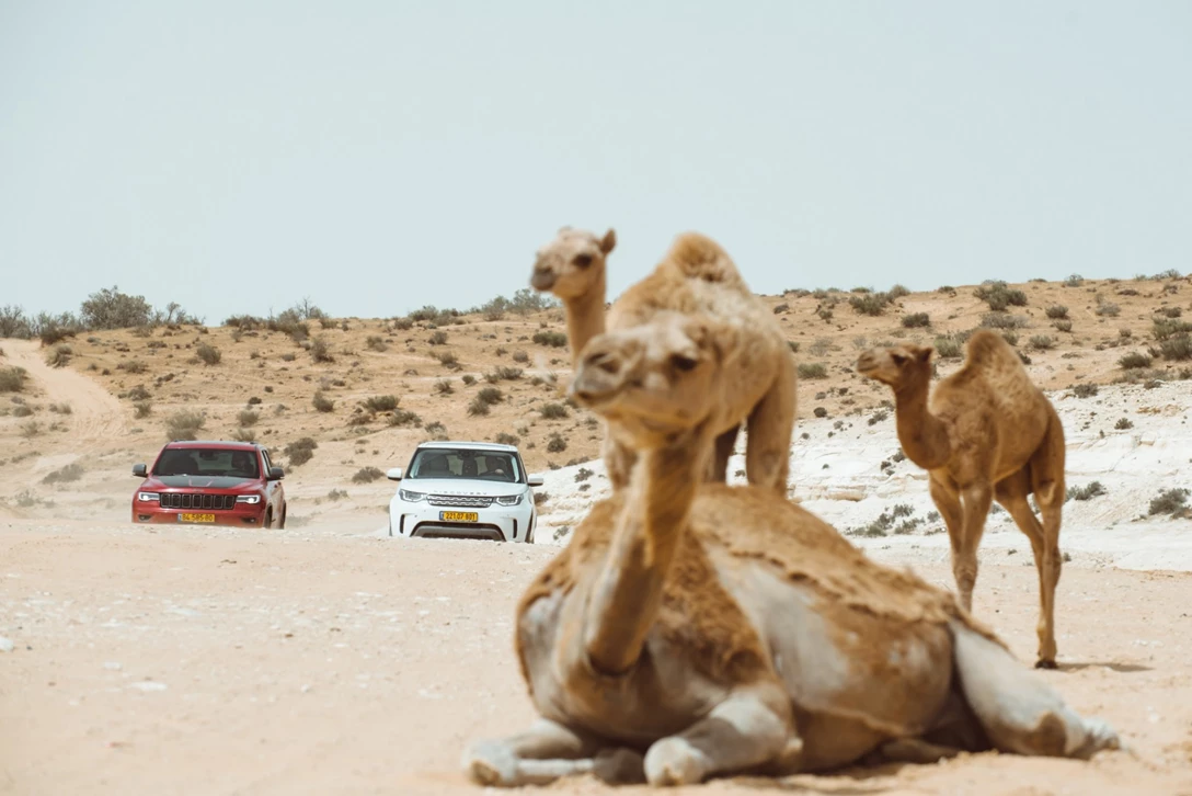 1604674-גרנד צירוקי מול דיסקו (5).jpg