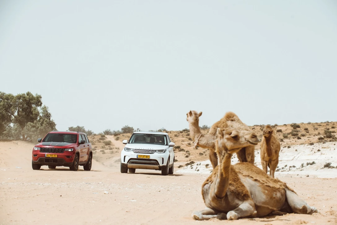 1604656-גרנד צירוקי מול דיסקו (6).jpg